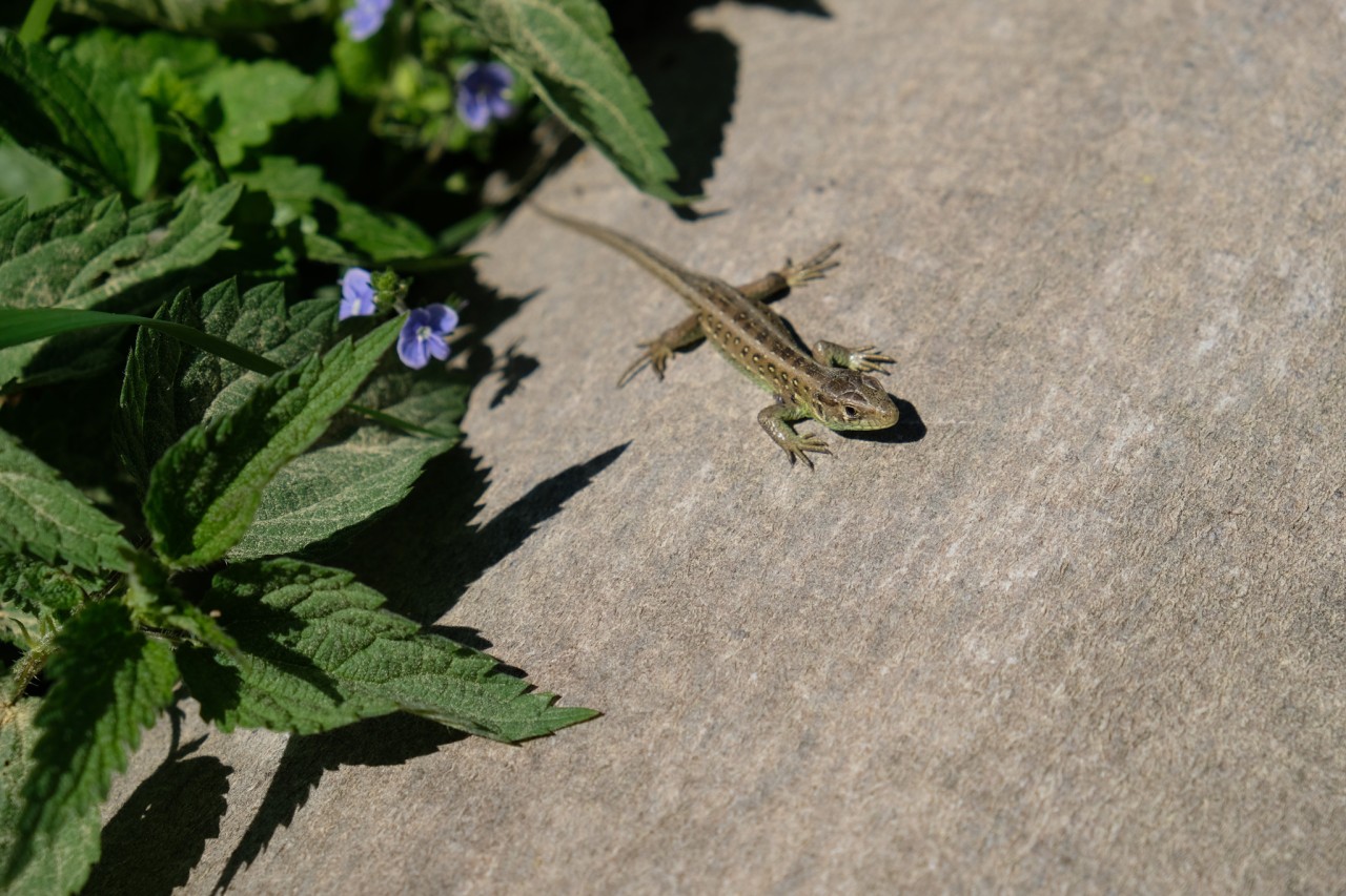 dscf3564.jpg